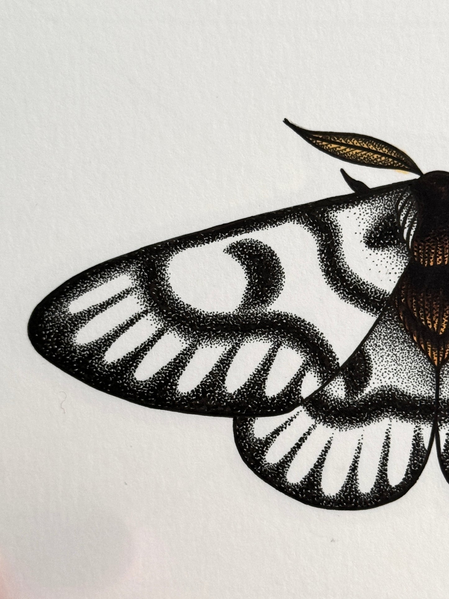 Hera Buck Moth