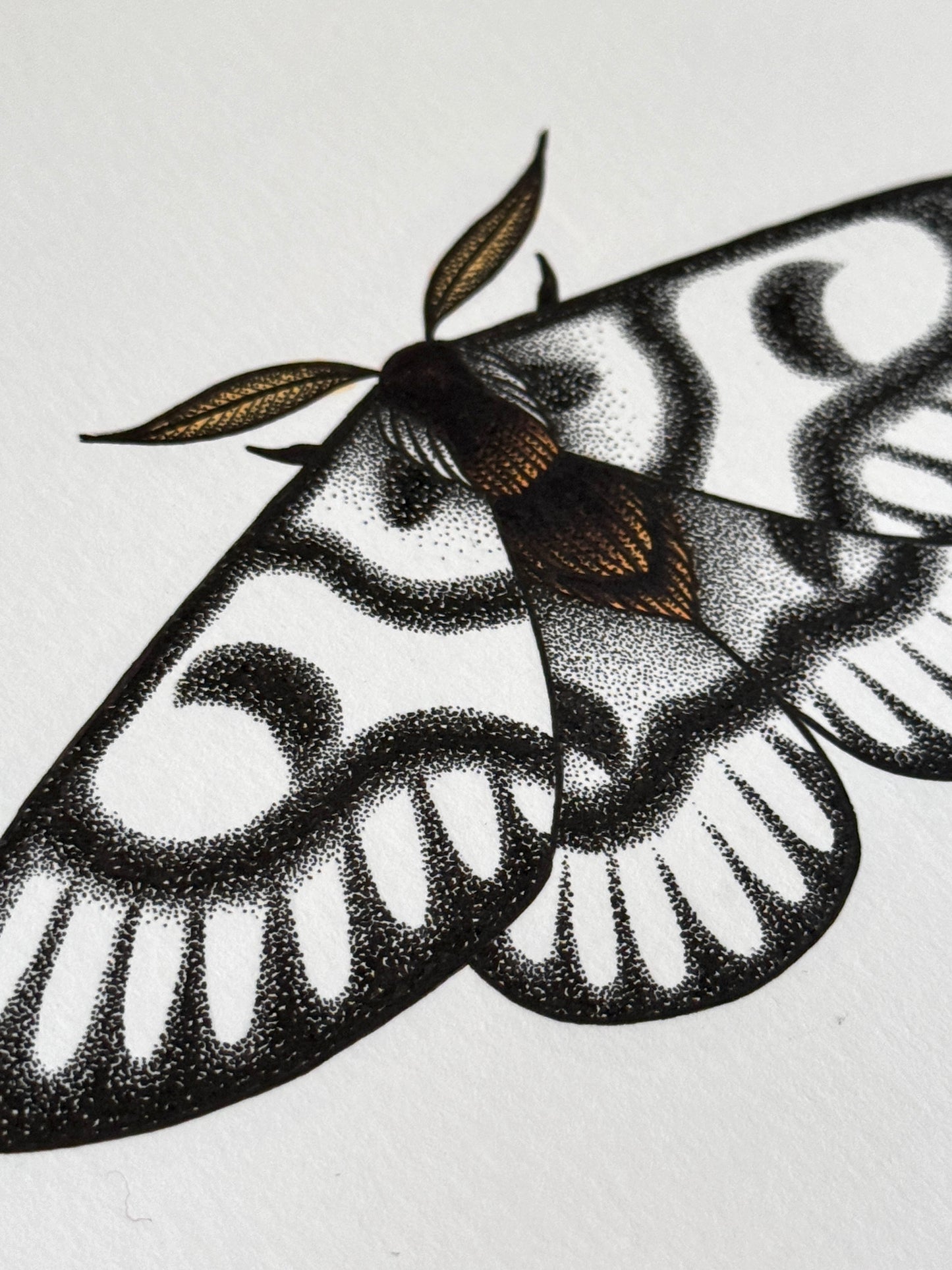 Hera Buck Moth