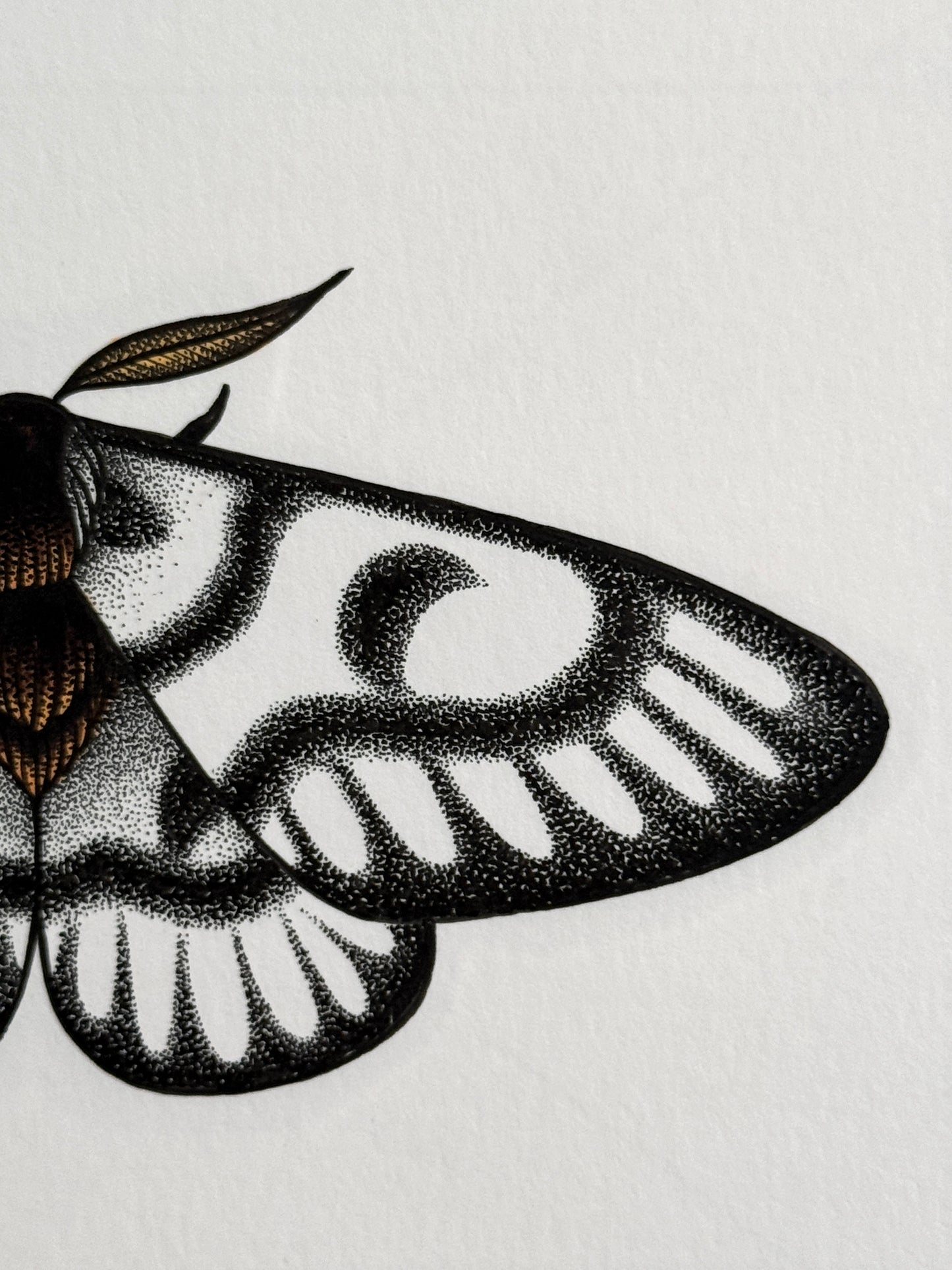 Hera Buck Moth