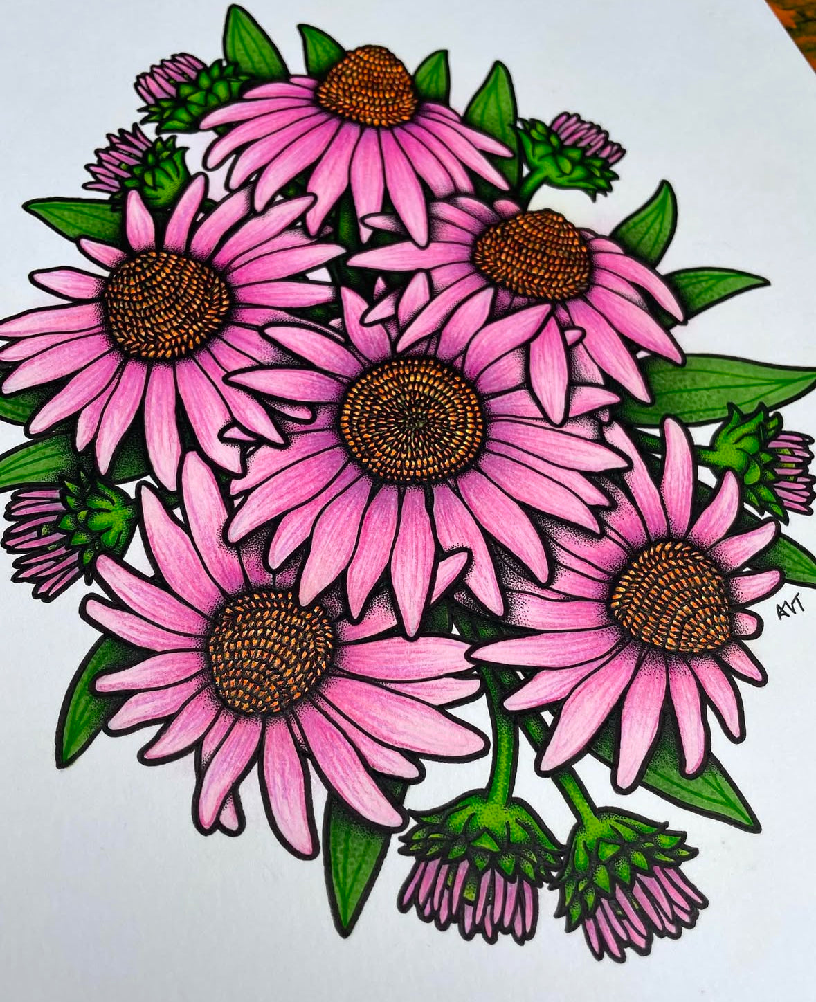 Coneflowers