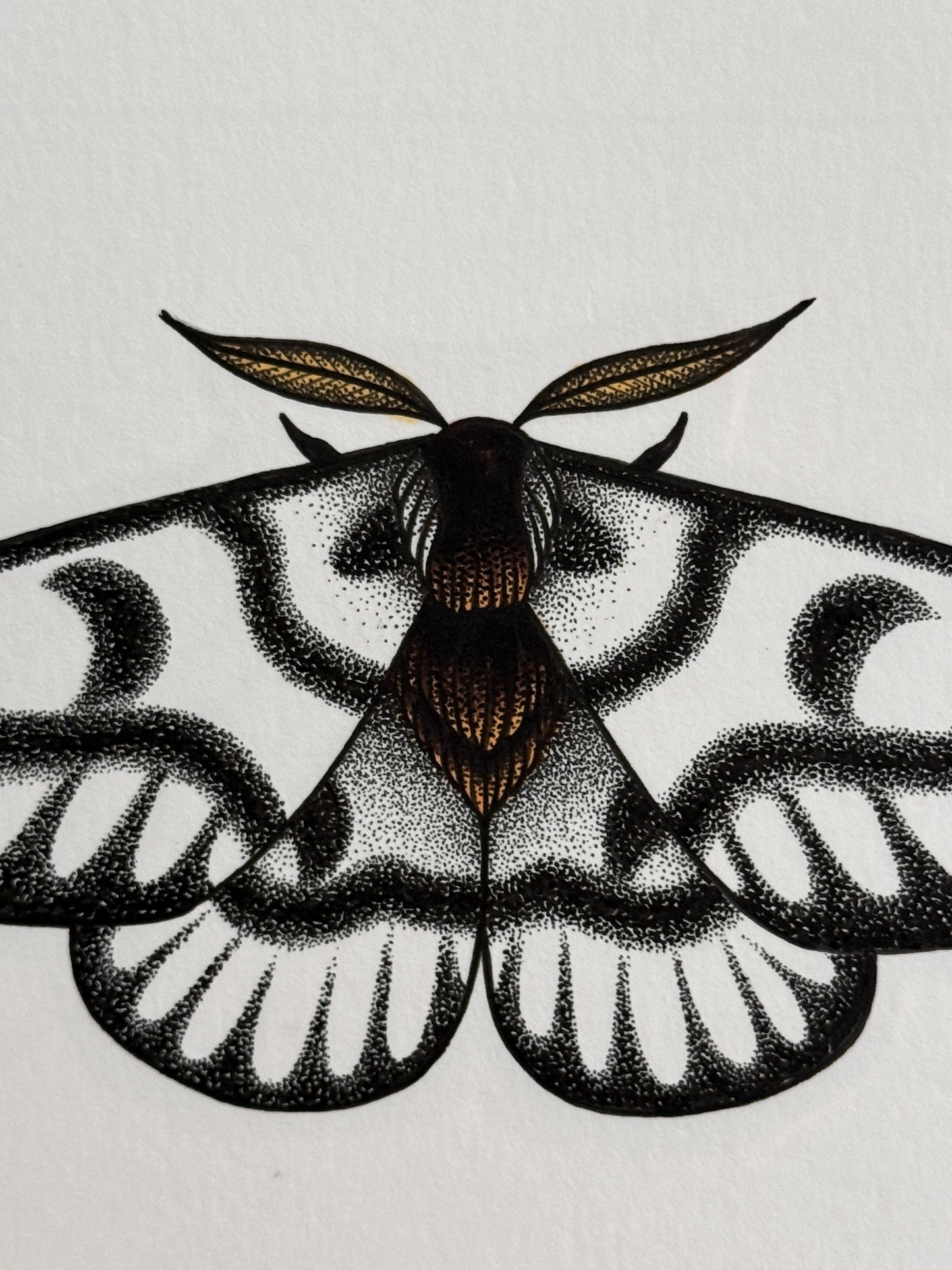 Hera Buck Moth
