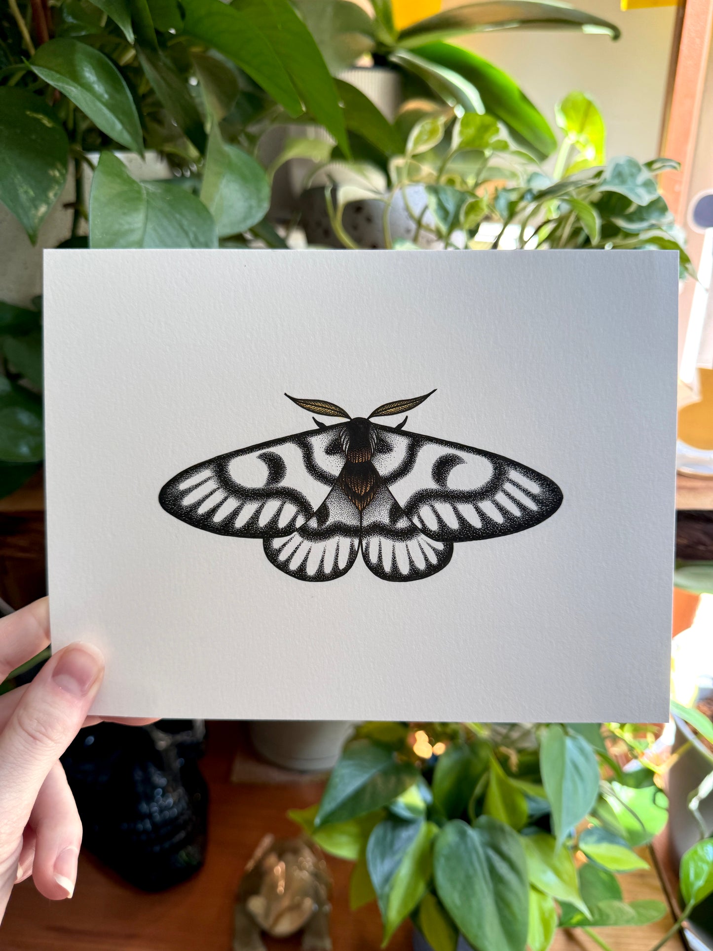 Hera Buck Moth