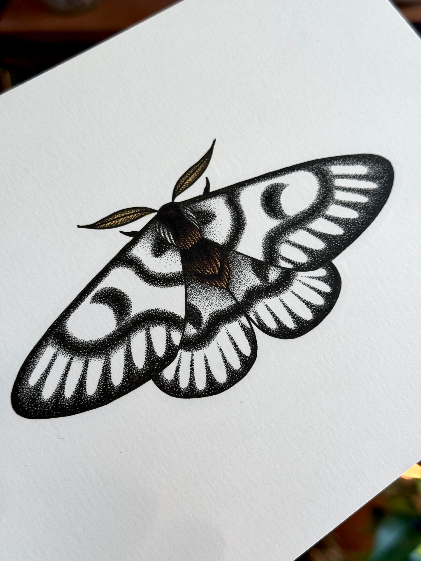 Hera Buck Moth