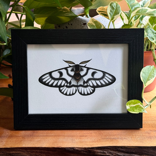 Hera Buck Moth