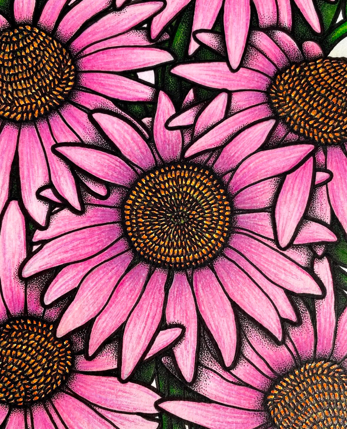 Coneflowers