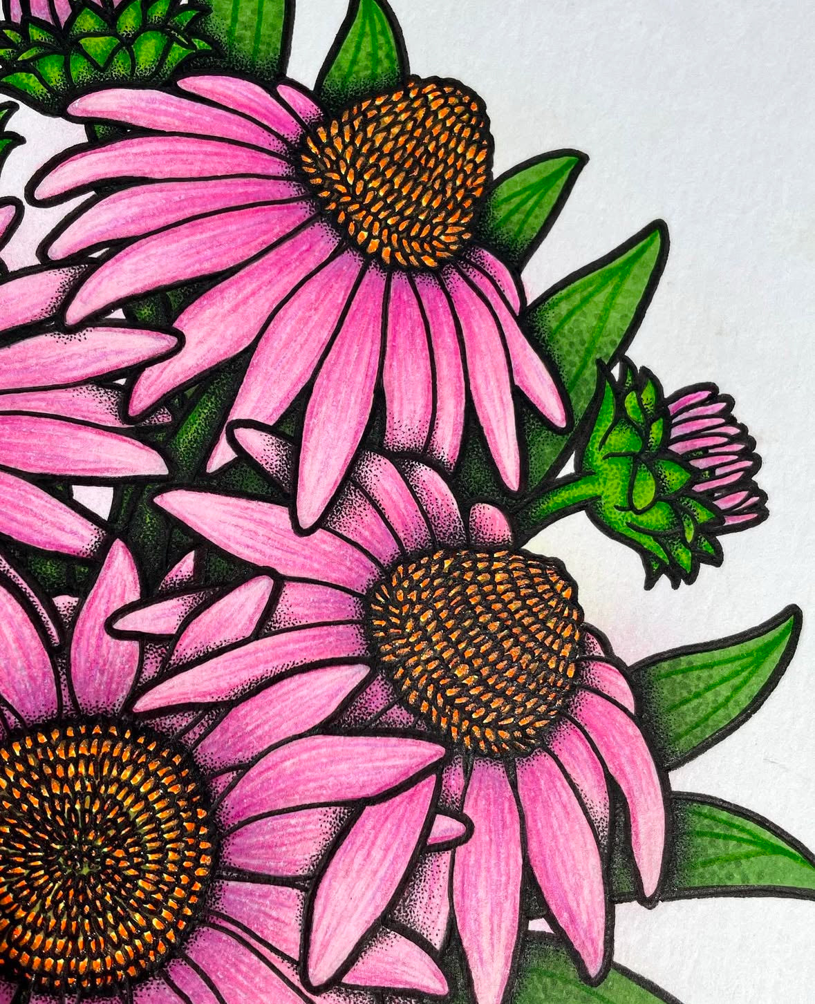 Coneflowers