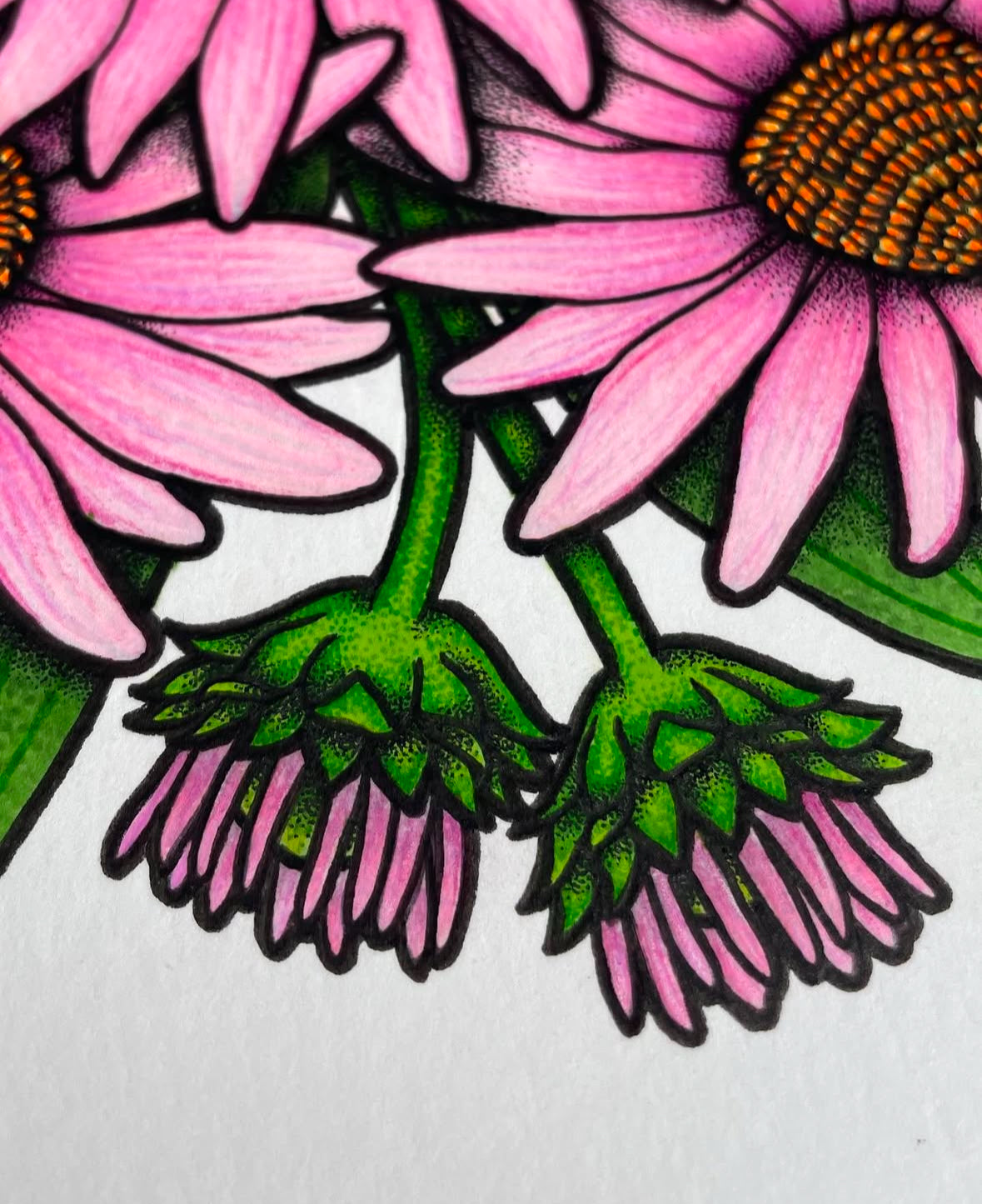 Coneflowers