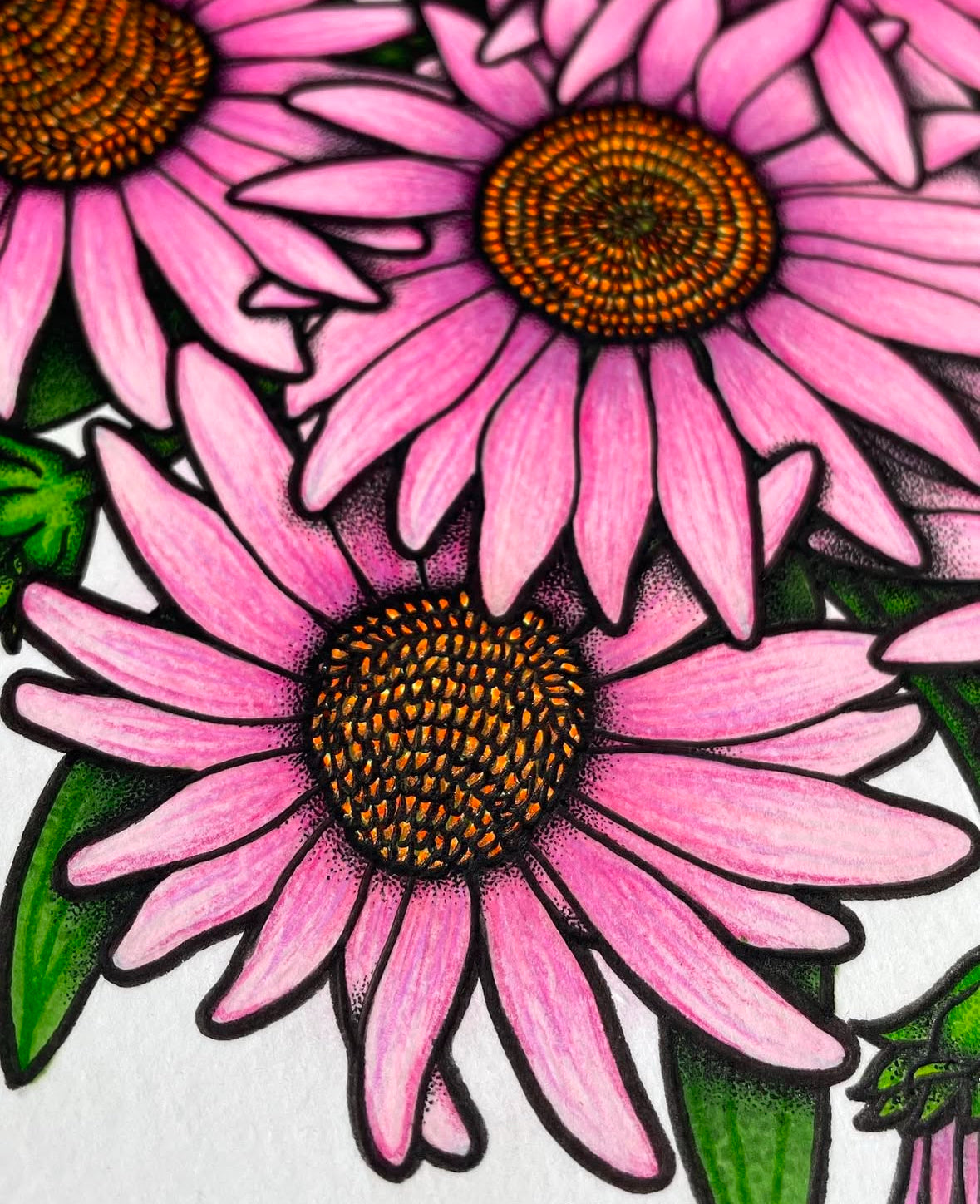 Coneflowers