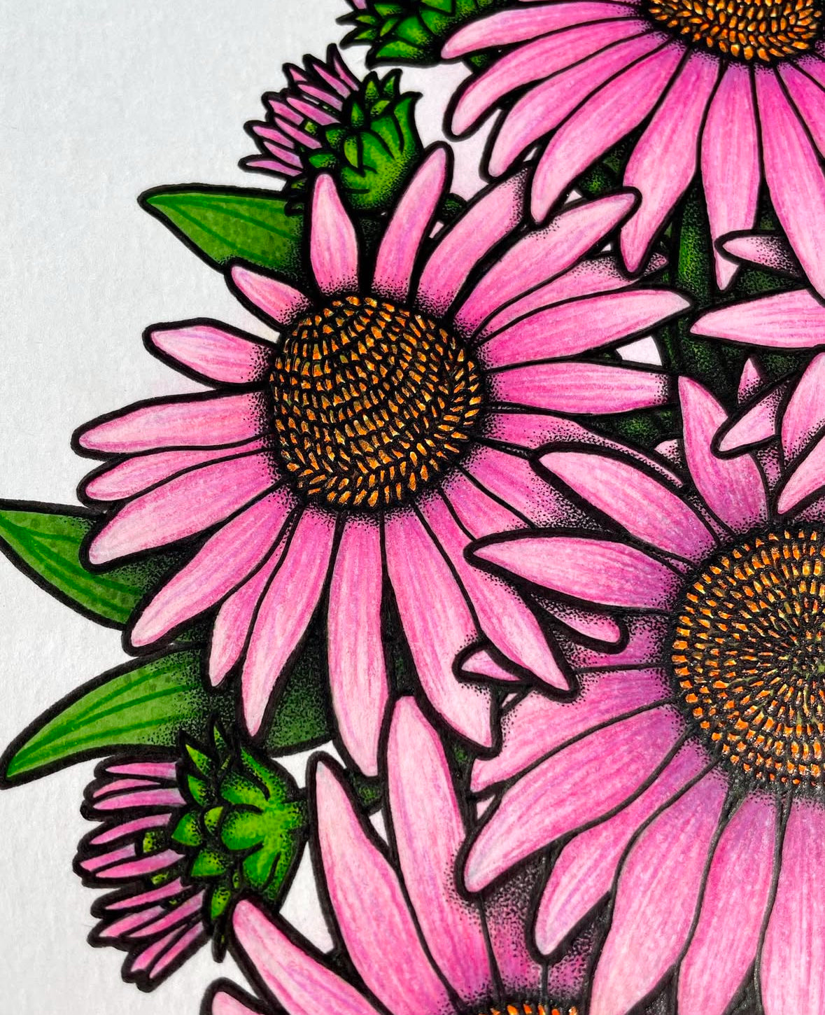Coneflowers